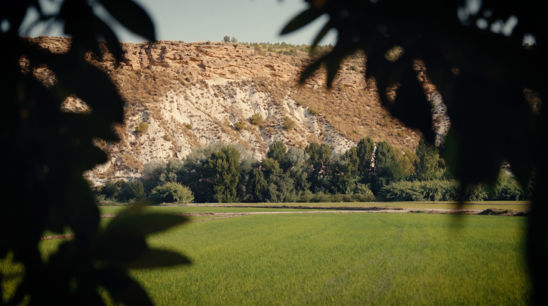Paisaje del arrozal de Calasparra junto al río Segura