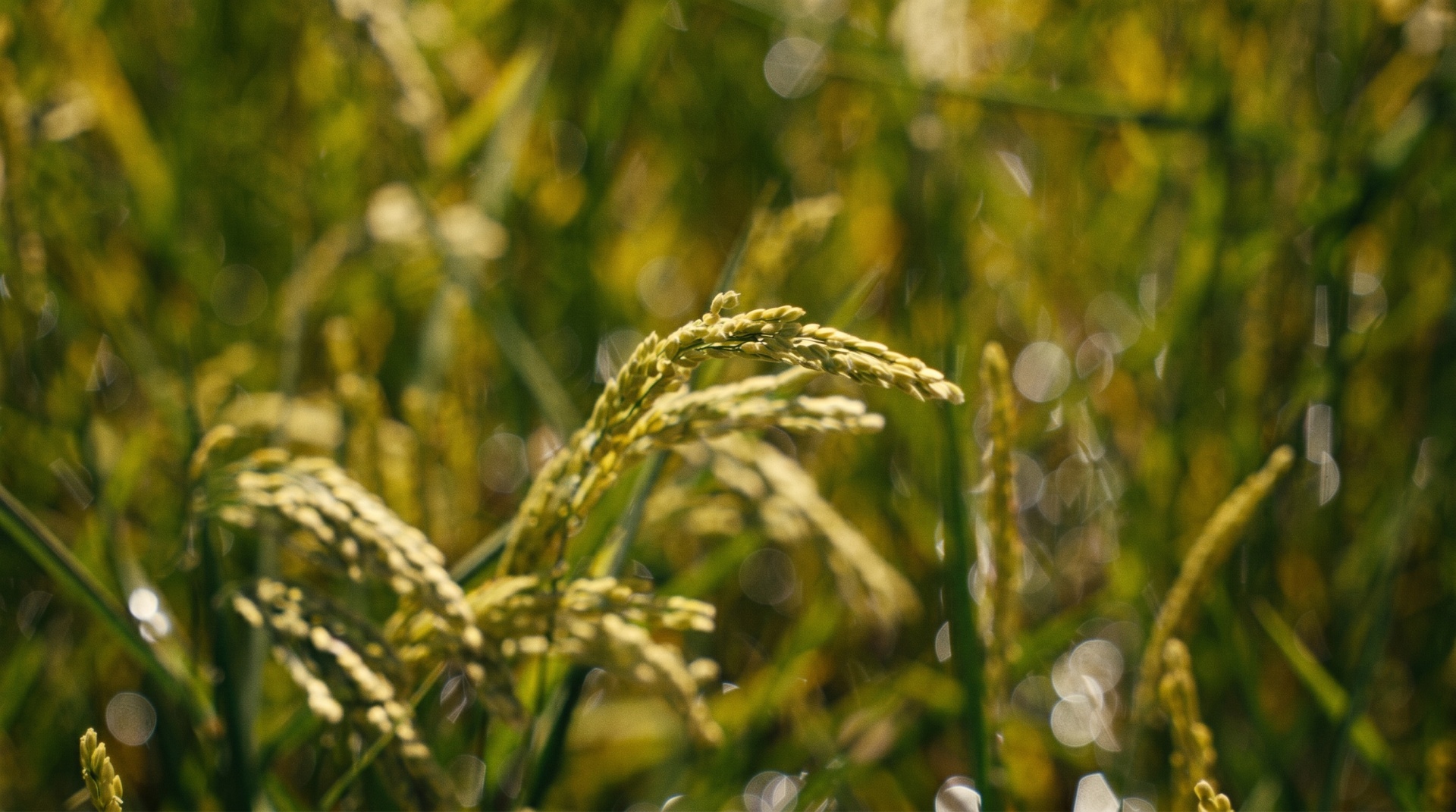 Donde nace lo improbable
